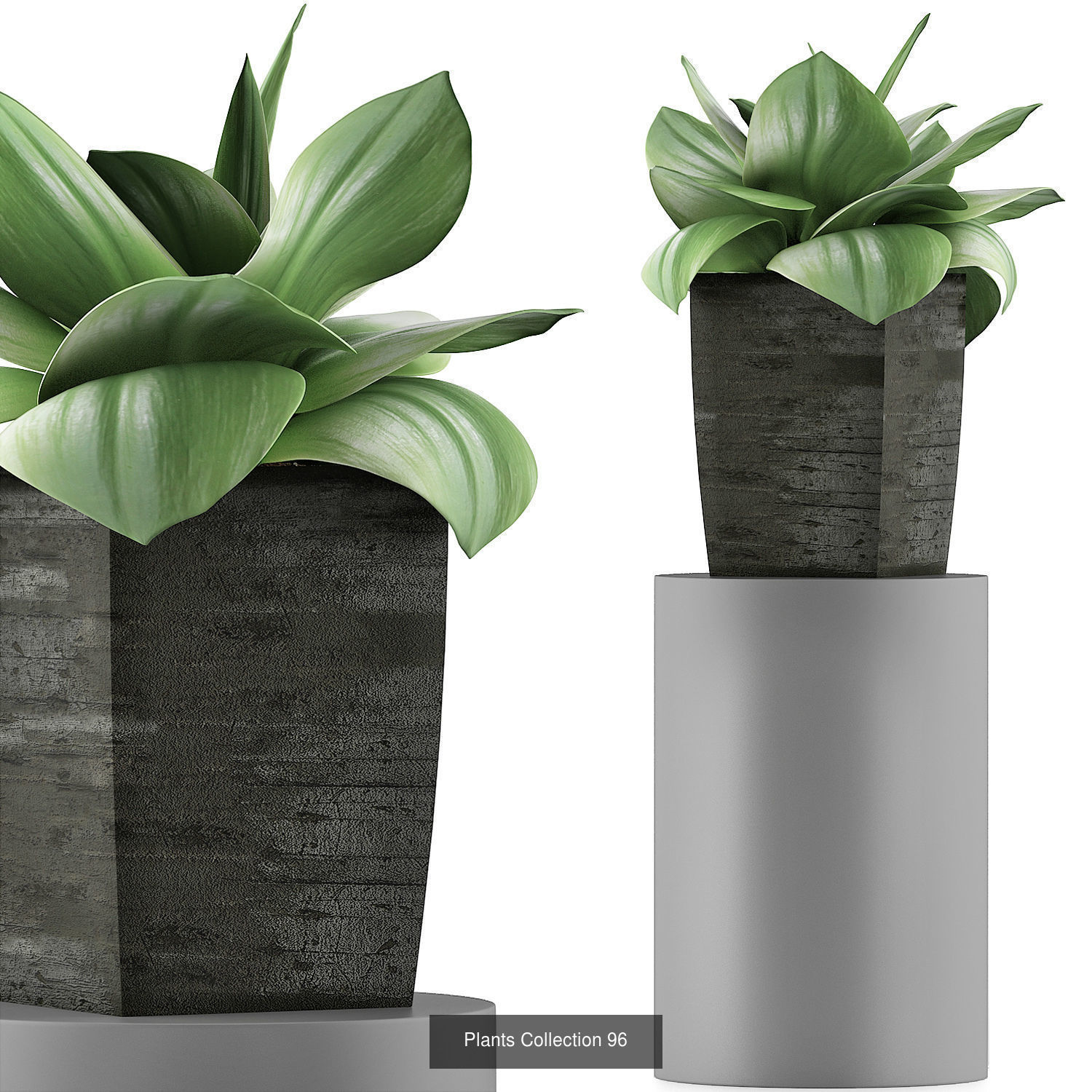 Big Plants Collection 02 _8