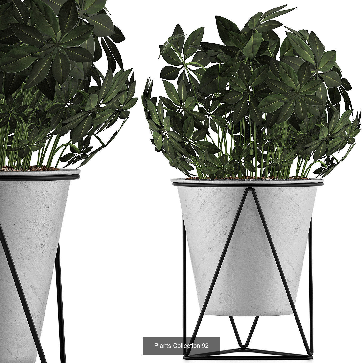 Big Plants Collection 02 _4