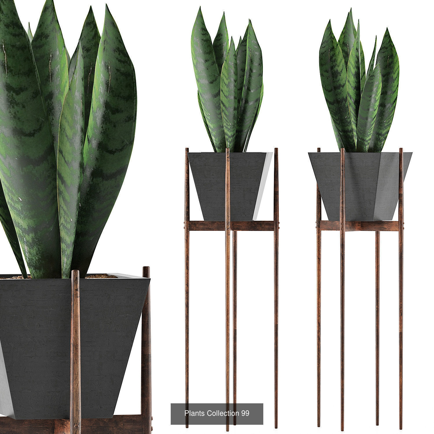 Big Plants Collection 02 _11