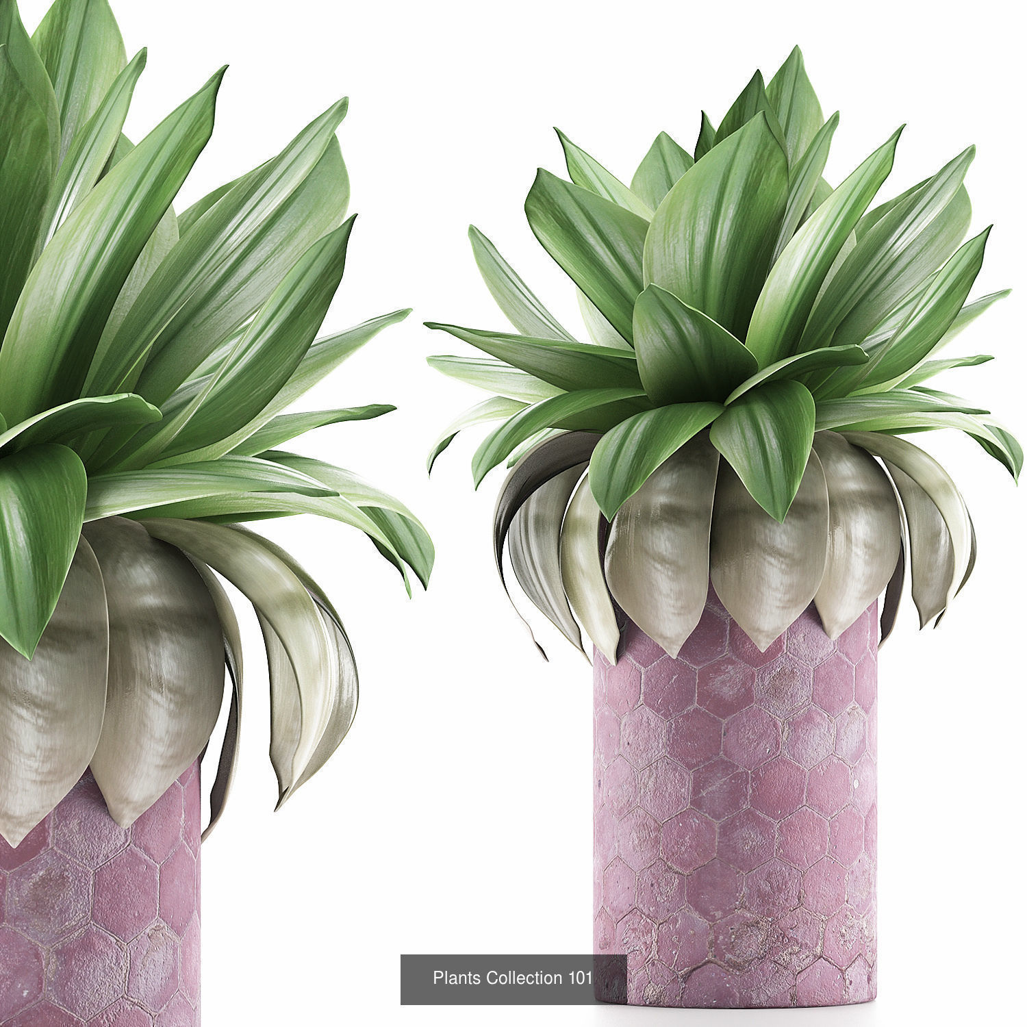 Big Plants Collection 02 _13