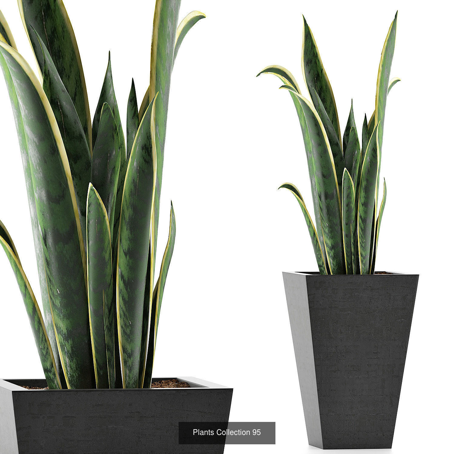 Big Plants Collection 02 _7