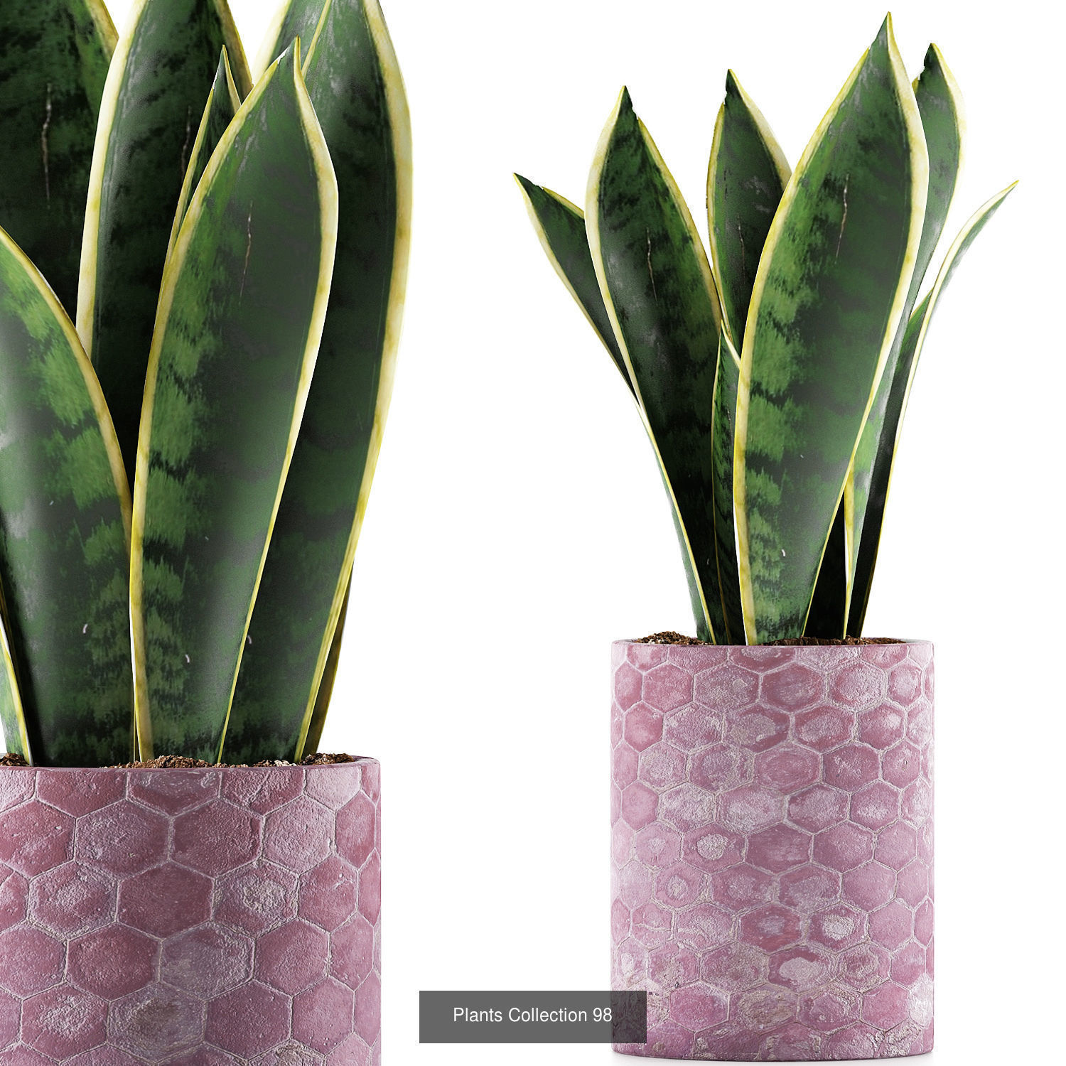 Big Plants Collection 02 _10