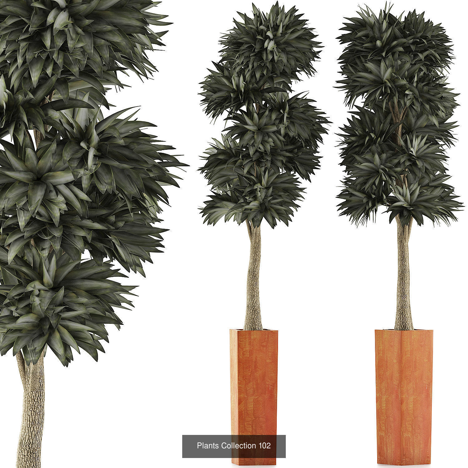 Big Plants Collection 02 _14