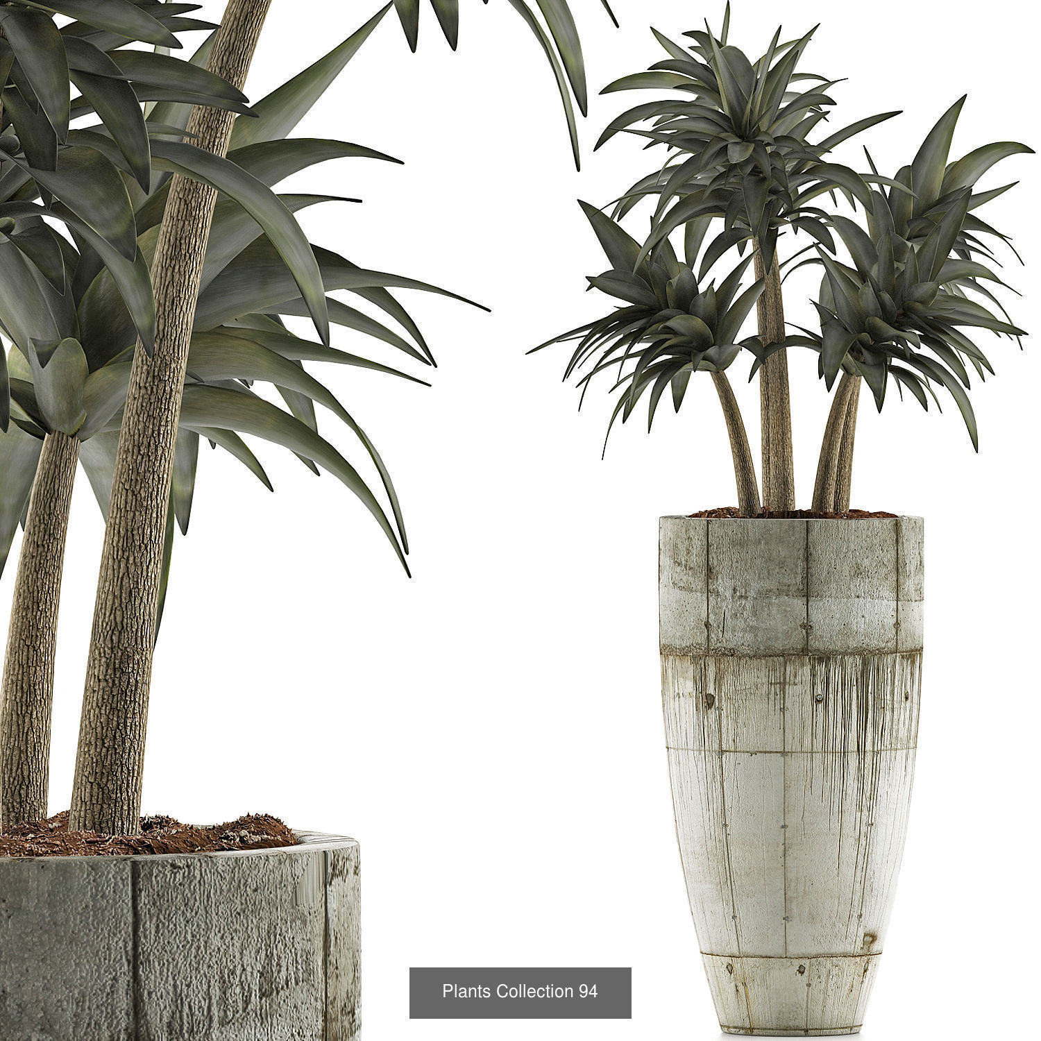 Big Plants Collection 02 _6