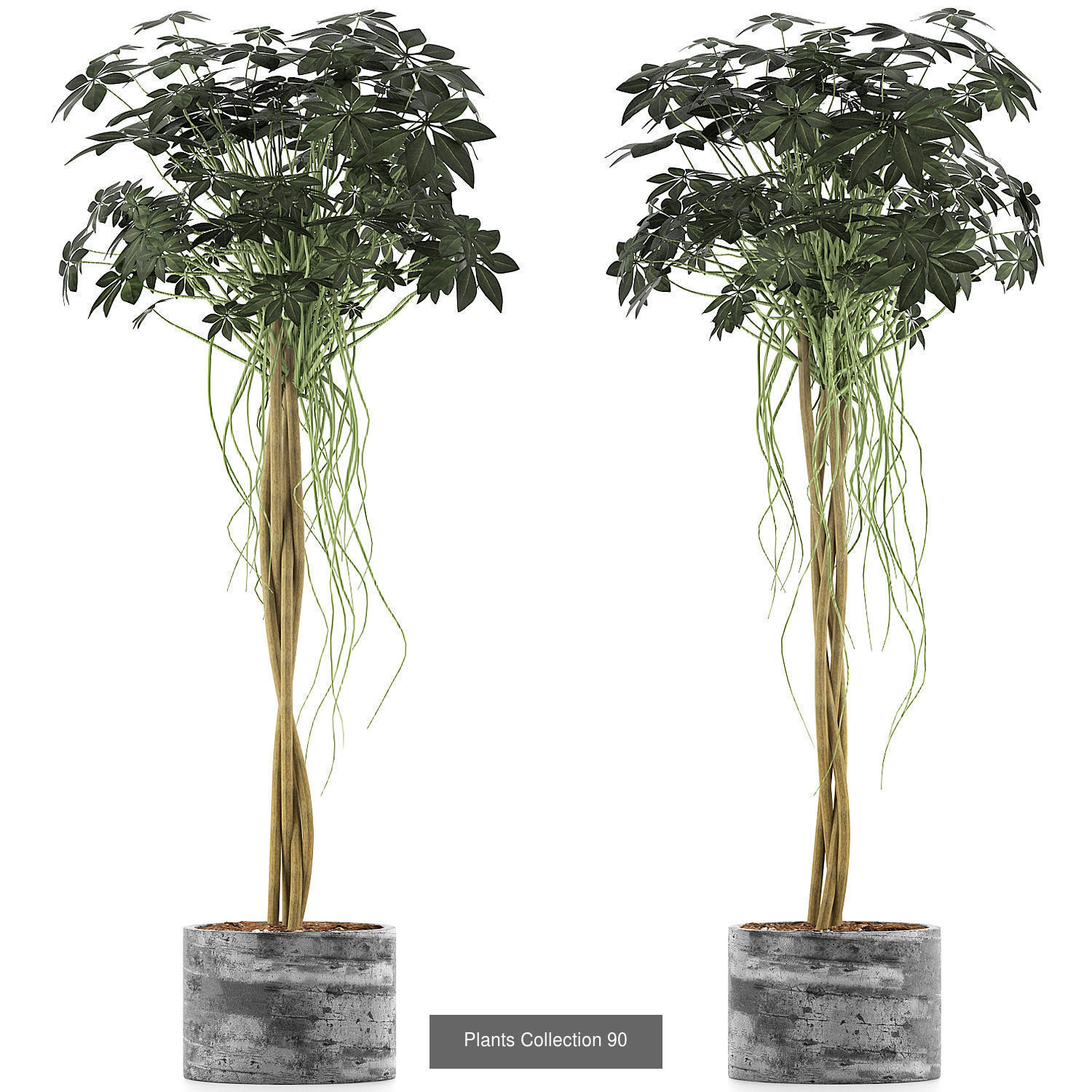 Big Plants Collection 02 _2