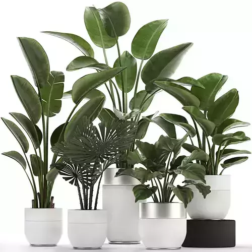 Houseplants in a white pot for the interior 721 3D model