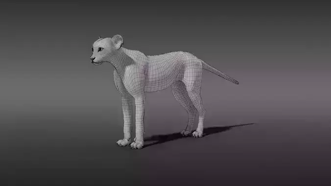 Young Cheetah Model 3D model