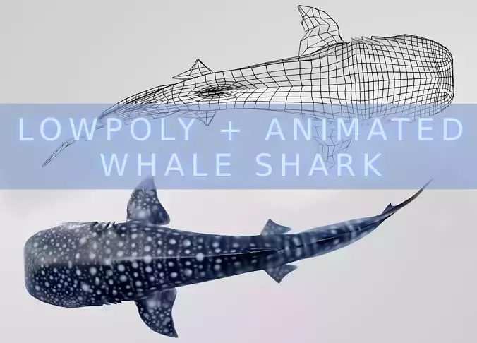 Whale Shark Low-poly 3D model