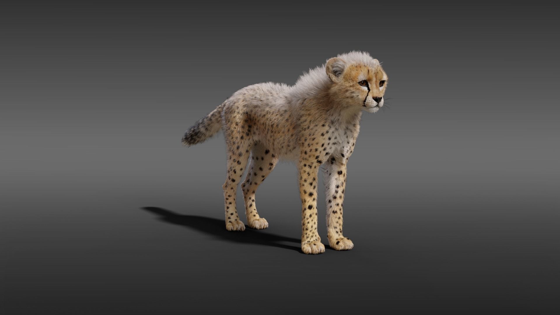 Young Cheetah Fur 3D model_3