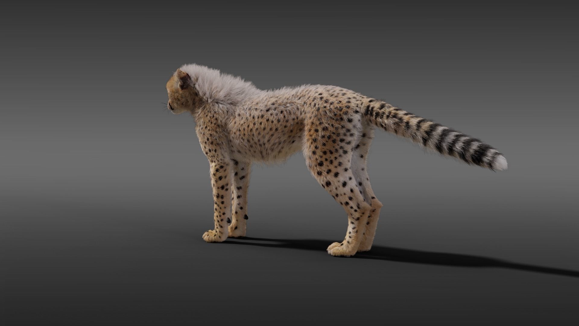 Young Cheetah Fur 3D model_6