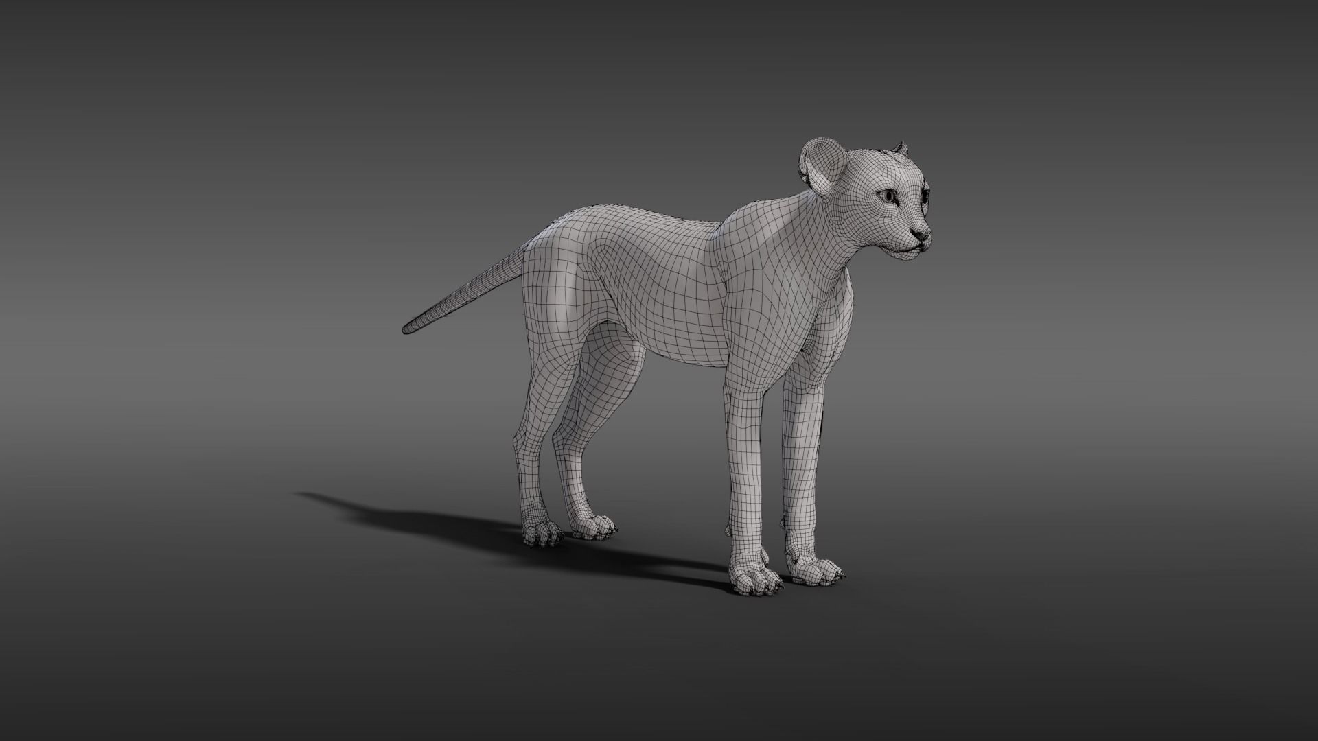 Young Cheetah Fur 3D model_11