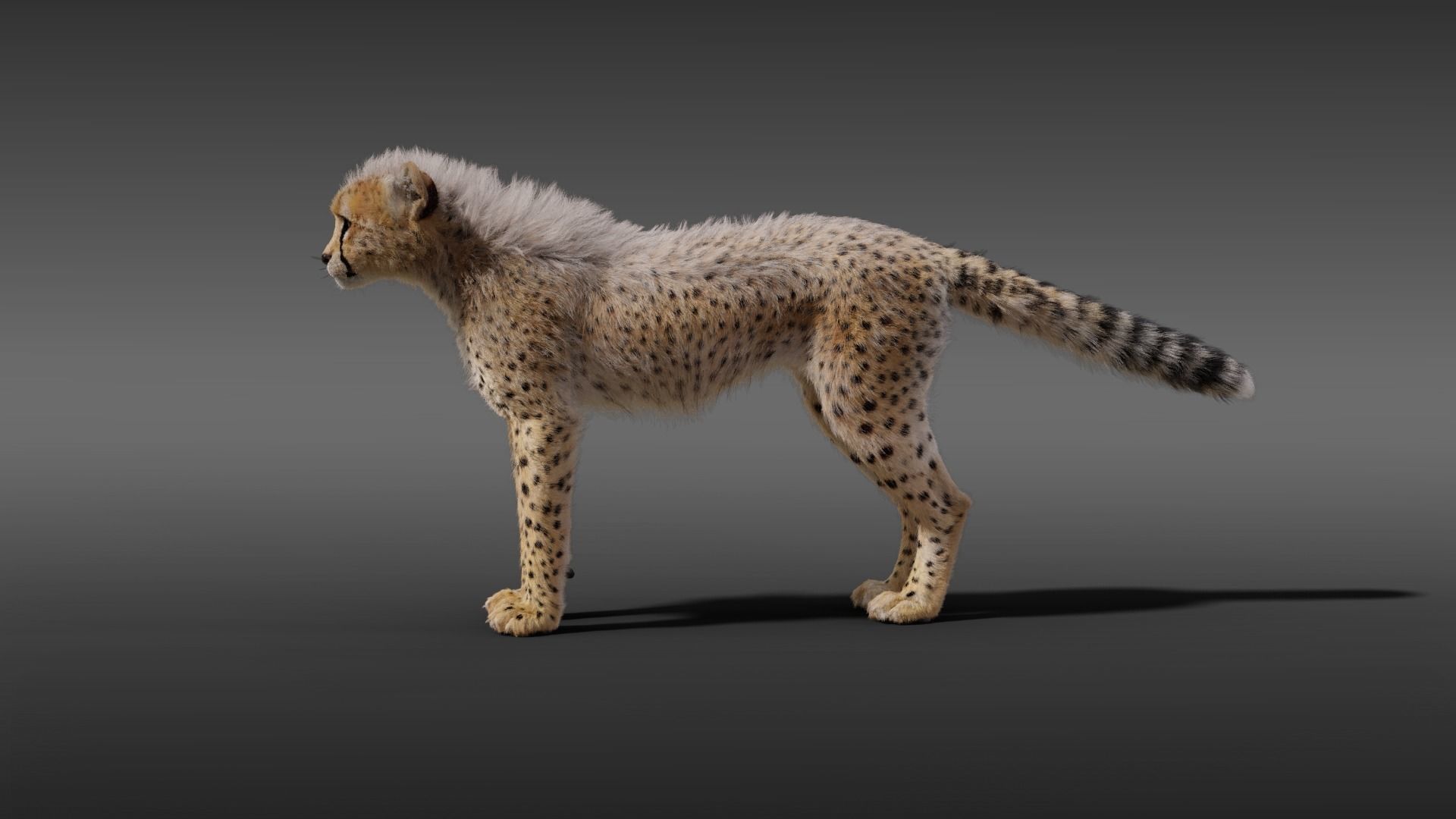Young Cheetah Fur 3D model_7