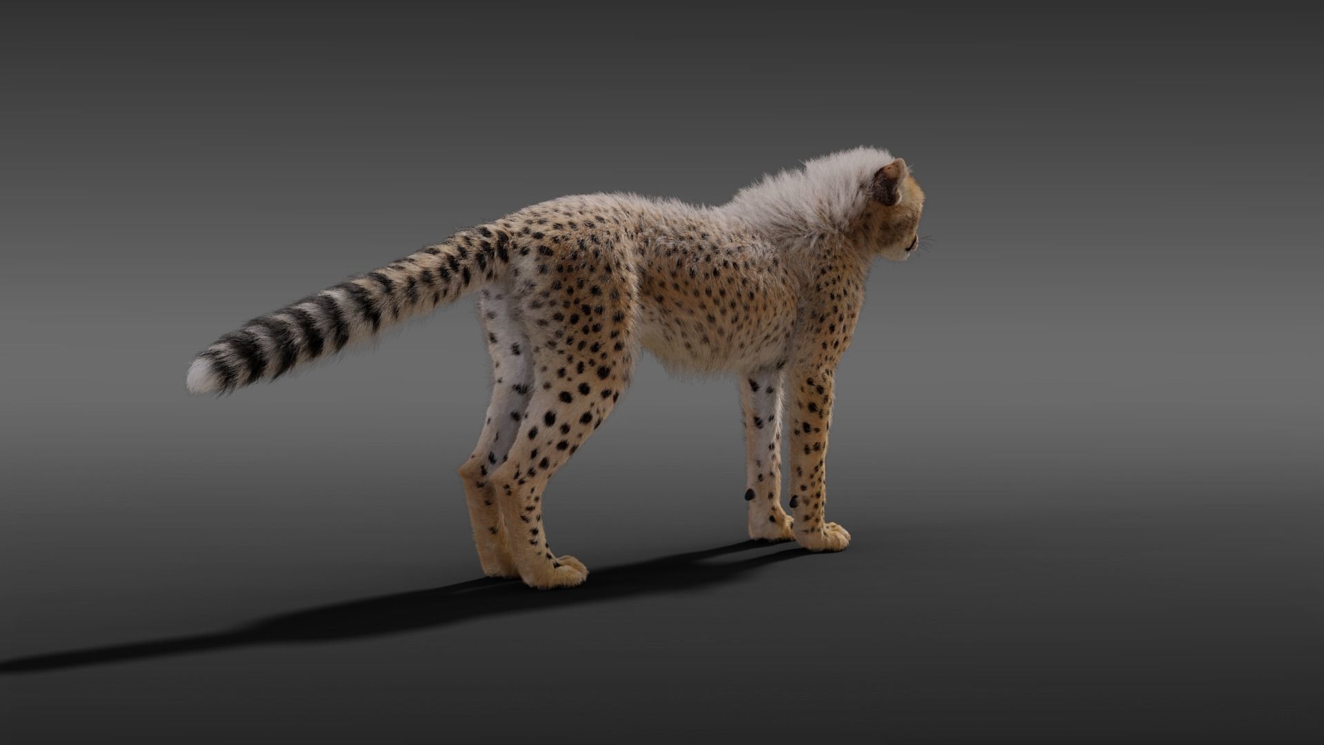 Young Cheetah Fur 3D model_5