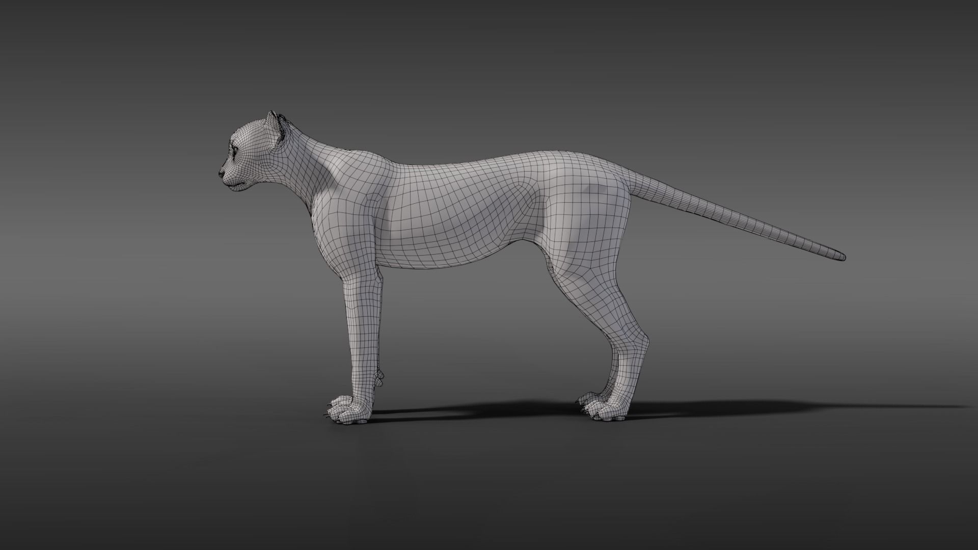Young Cheetah Fur 3D model_8
