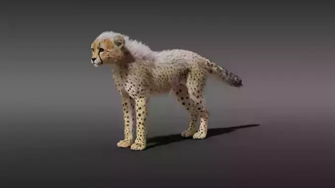 Young Cheetah Fur 3D model