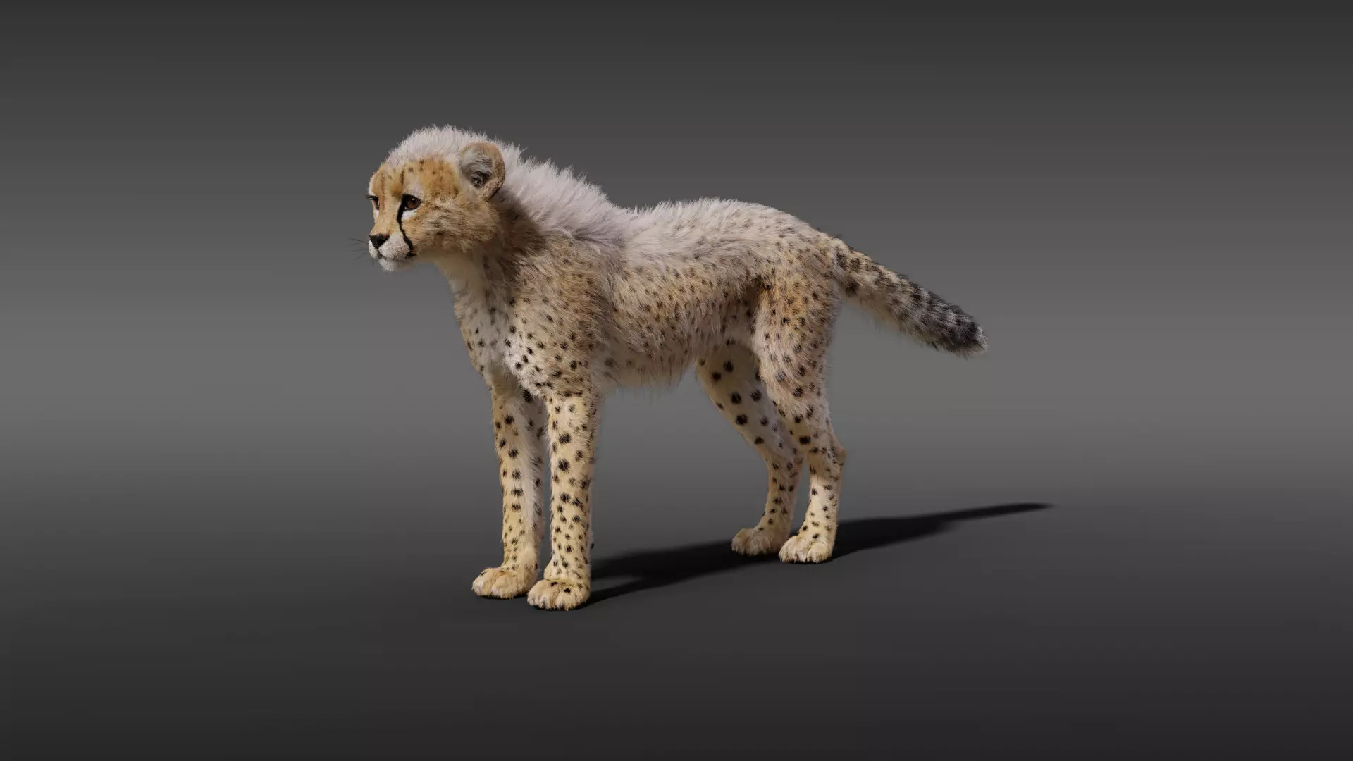 Young Cheetah Fur 3D model_0
