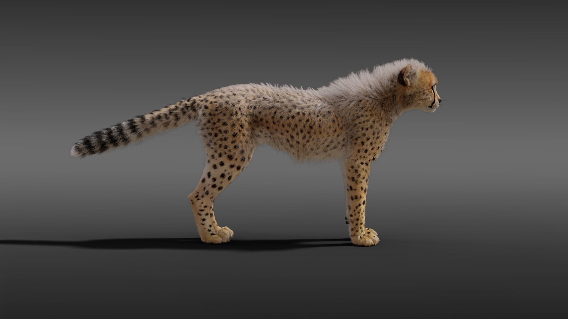 Young Cheetah Fur 3D model_4
