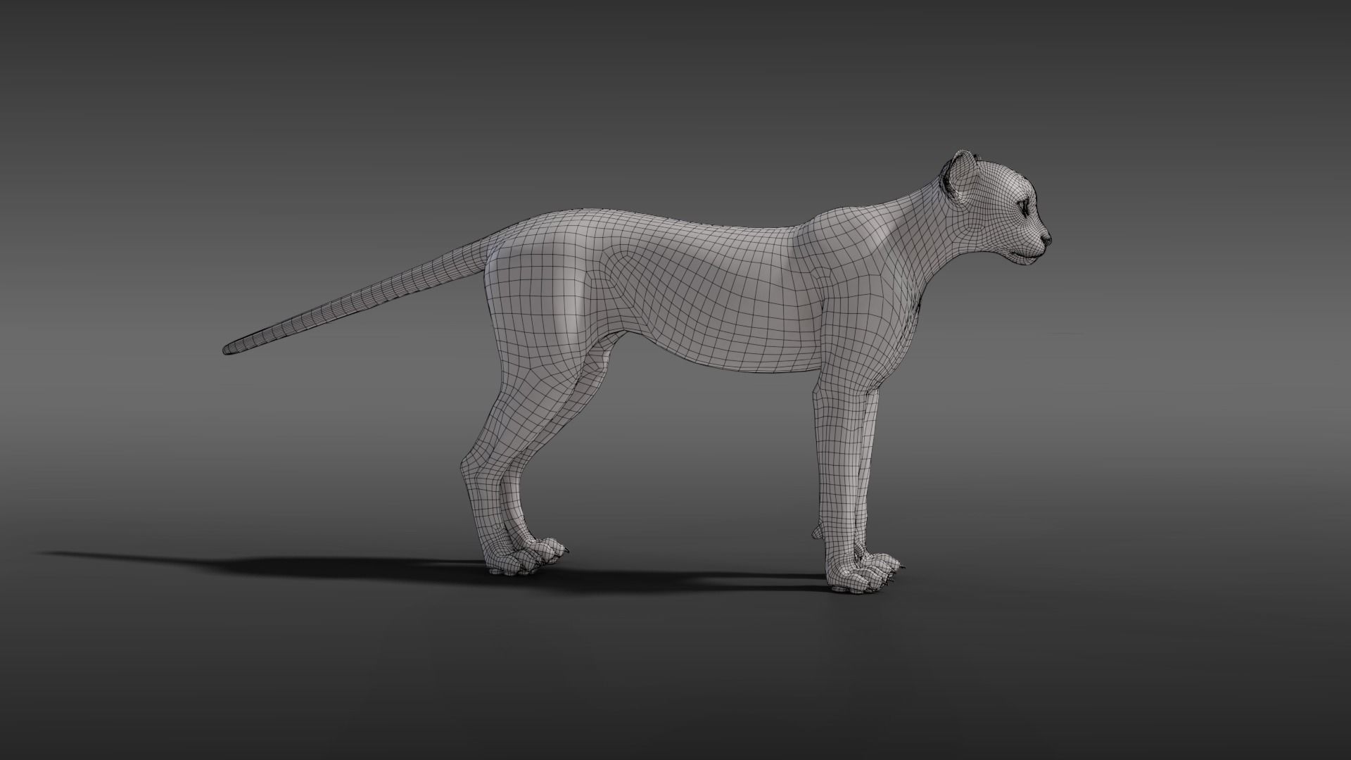 Young Cheetah Fur 3D model_12