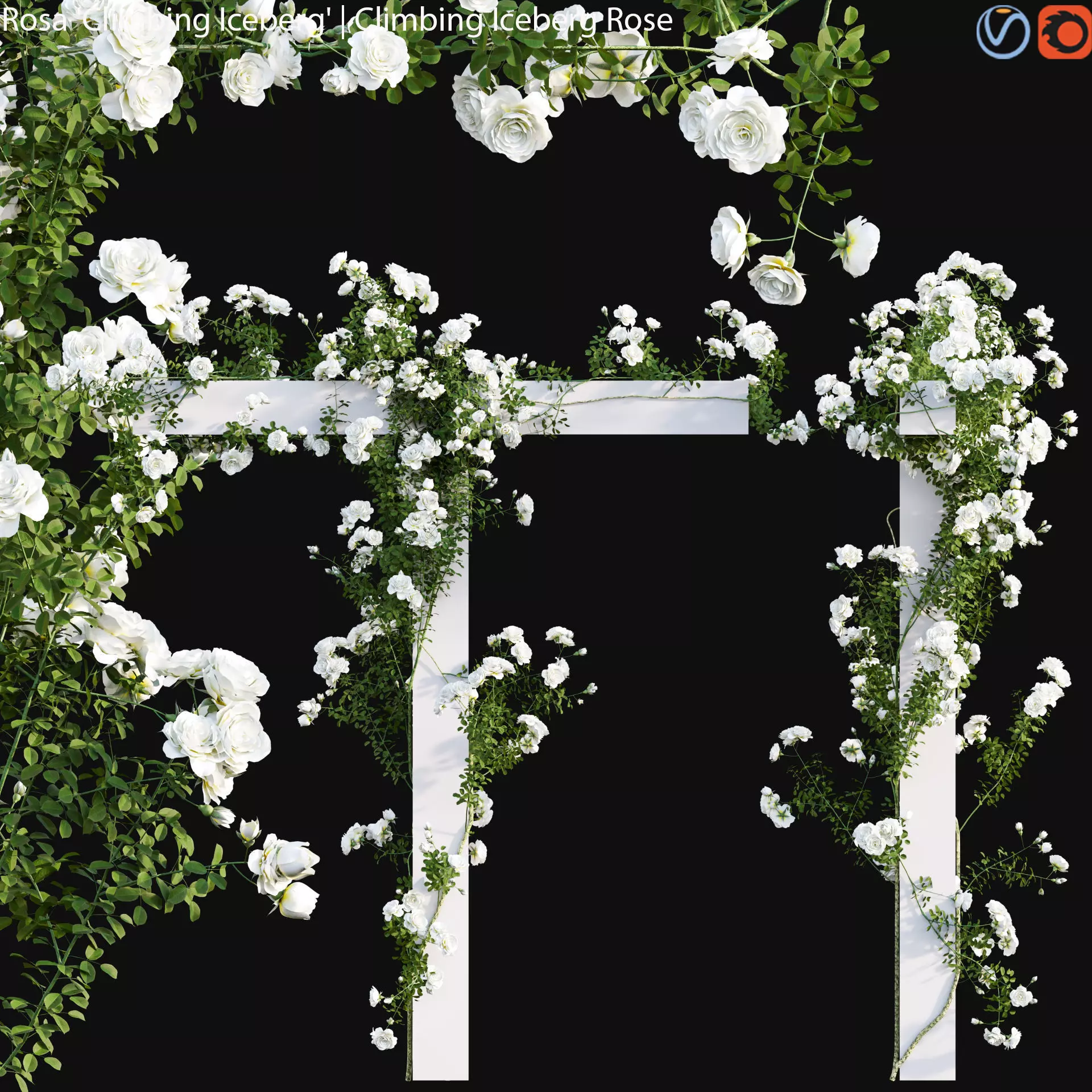 Climbing Iceberg Rose 02 3D model