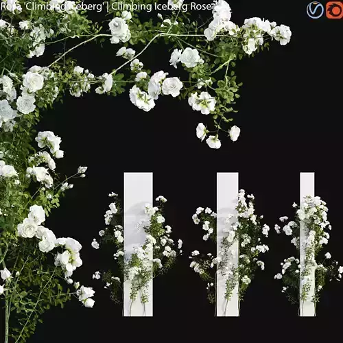 Climbing Iceberg Rose 03