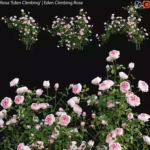 Rosa Eden Climbing - Eden Climbing Rose 01 3D model