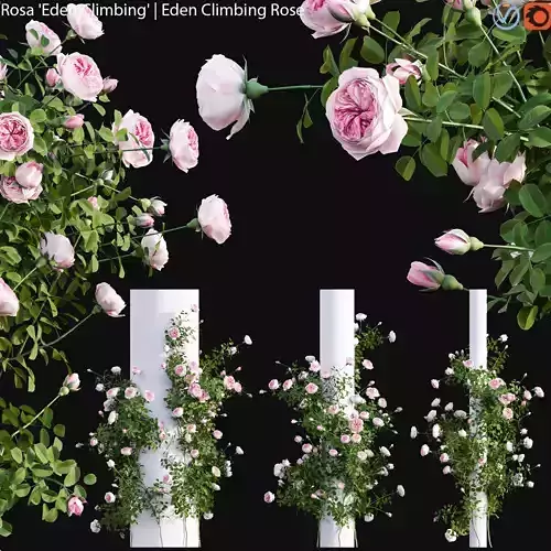 Rosa Eden Climbing - Eden Climbing Rose 02 3D model