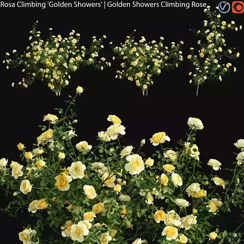 Rosa Climbing Golden Showers - Golden Showers Climbing Rose 01