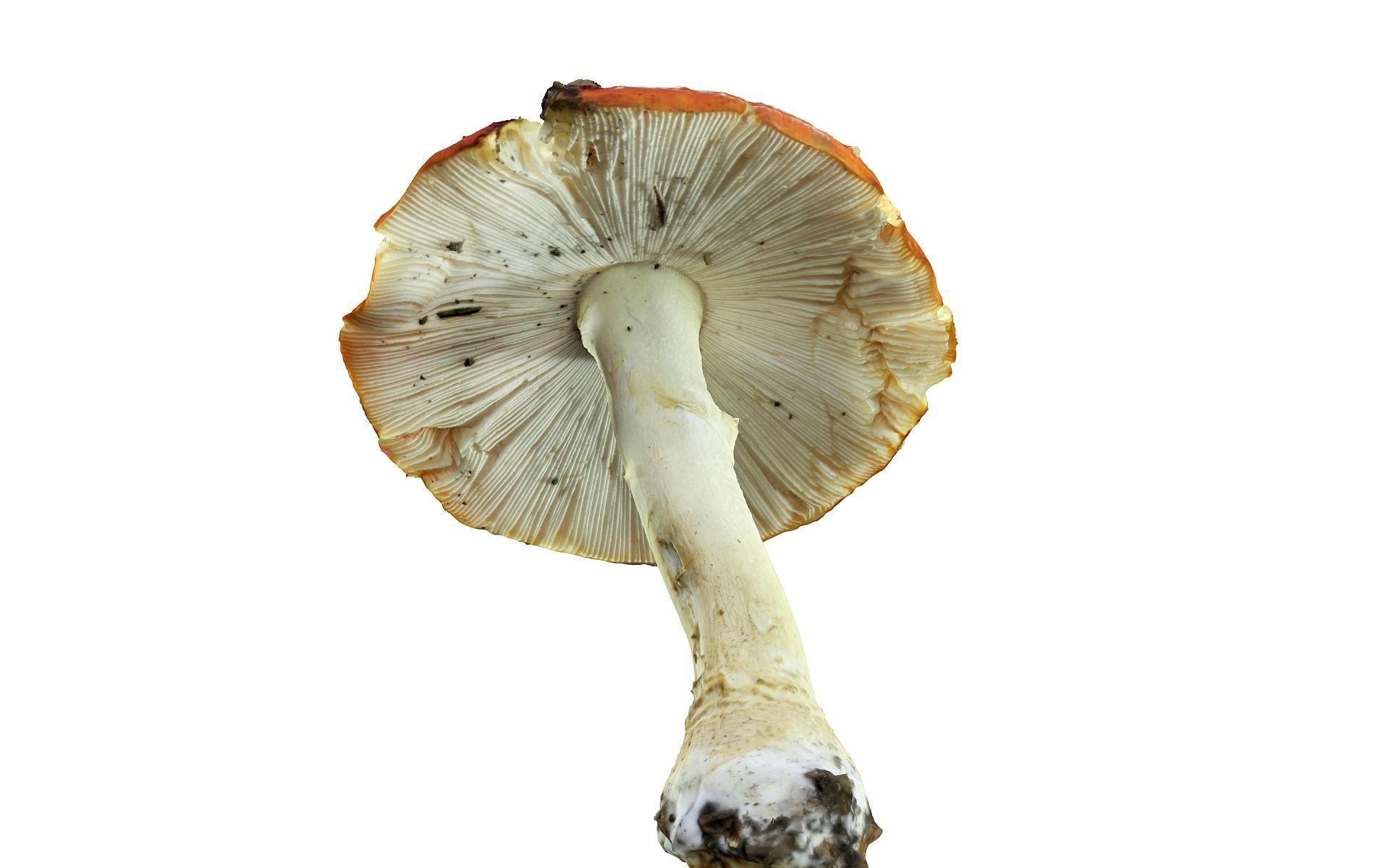 Mushroom Hd 8K Low-poly 3D model_3