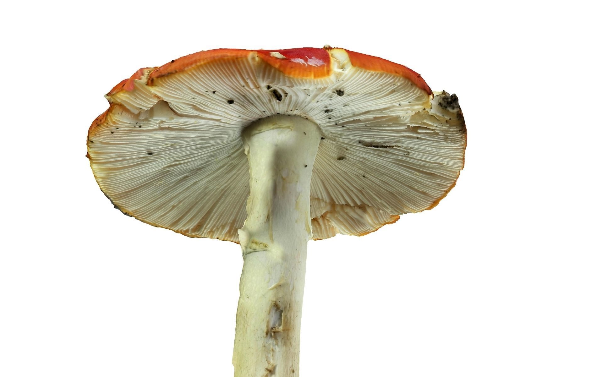 Mushroom Hd 8K Low-poly 3D model_4