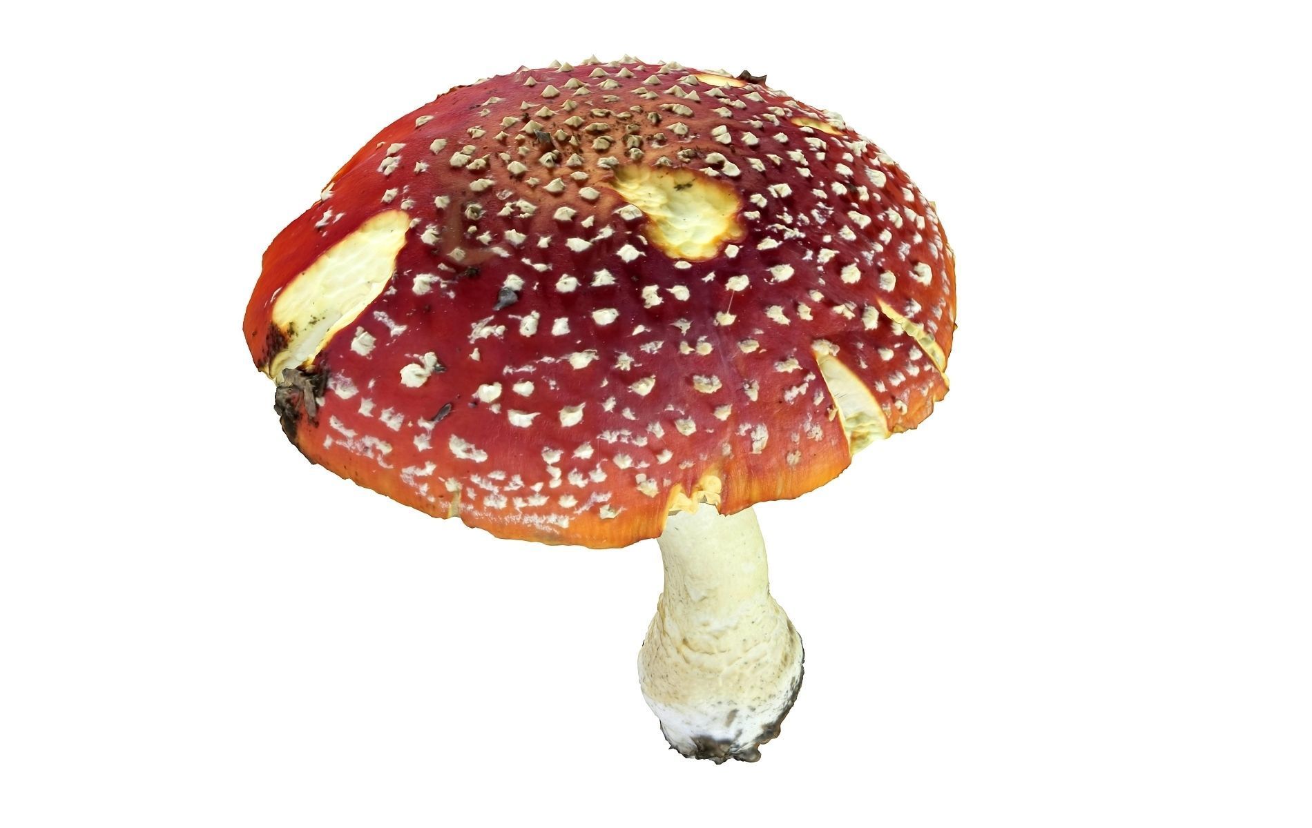 Mushroom Hd 8K Low-poly 3D model_2