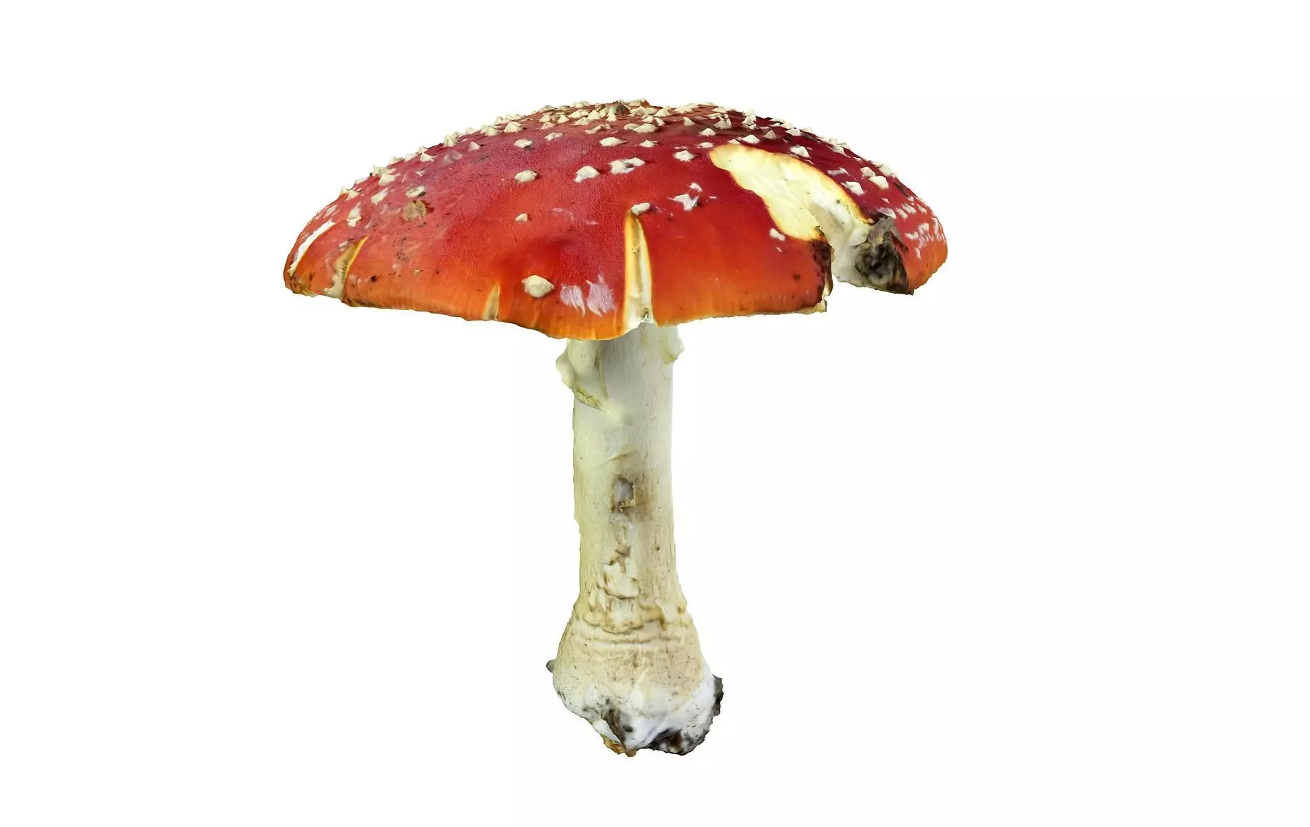 Mushroom Hd 8K Low-poly 3D model_0