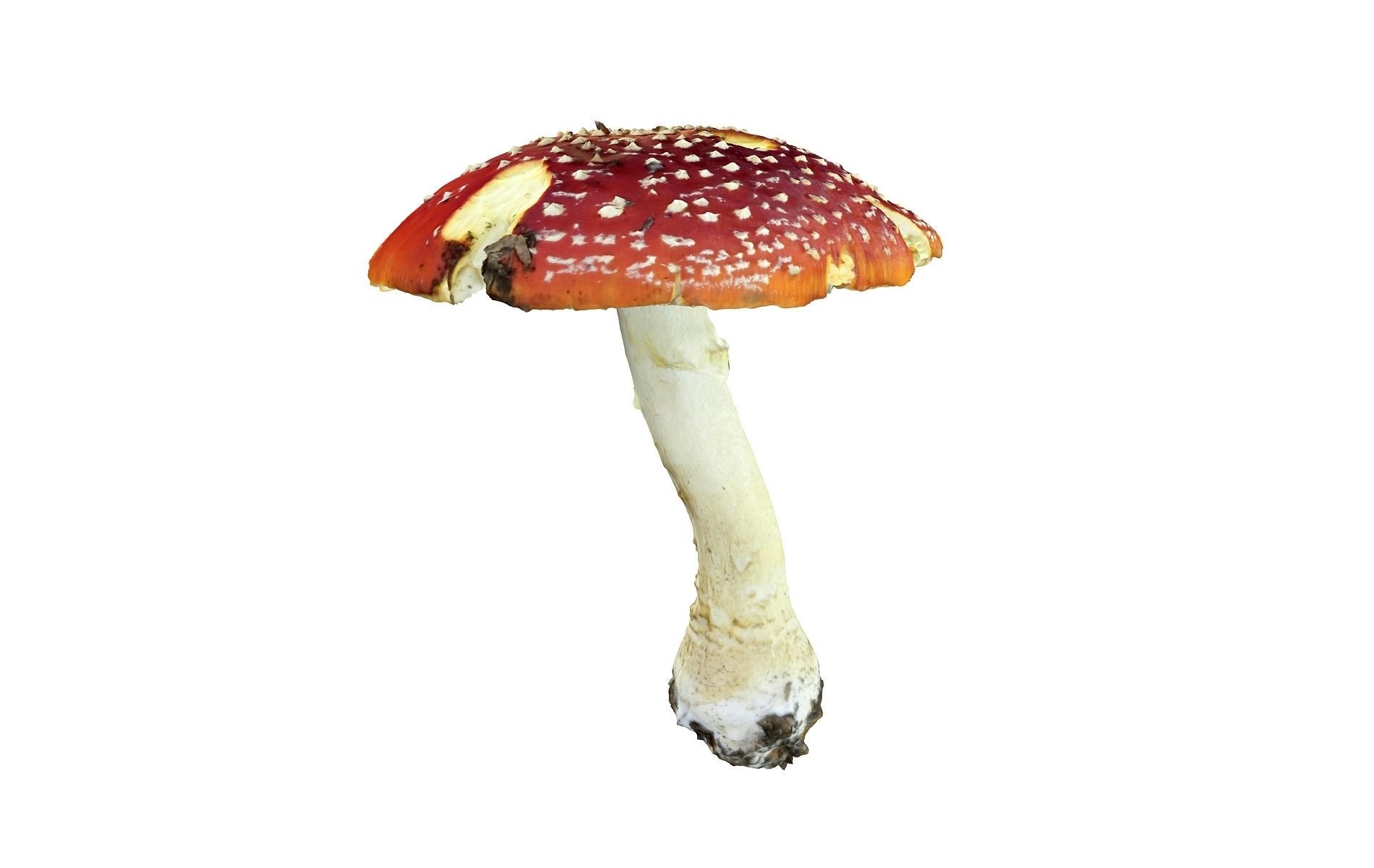 Mushroom Hd 8K Low-poly 3D model_1