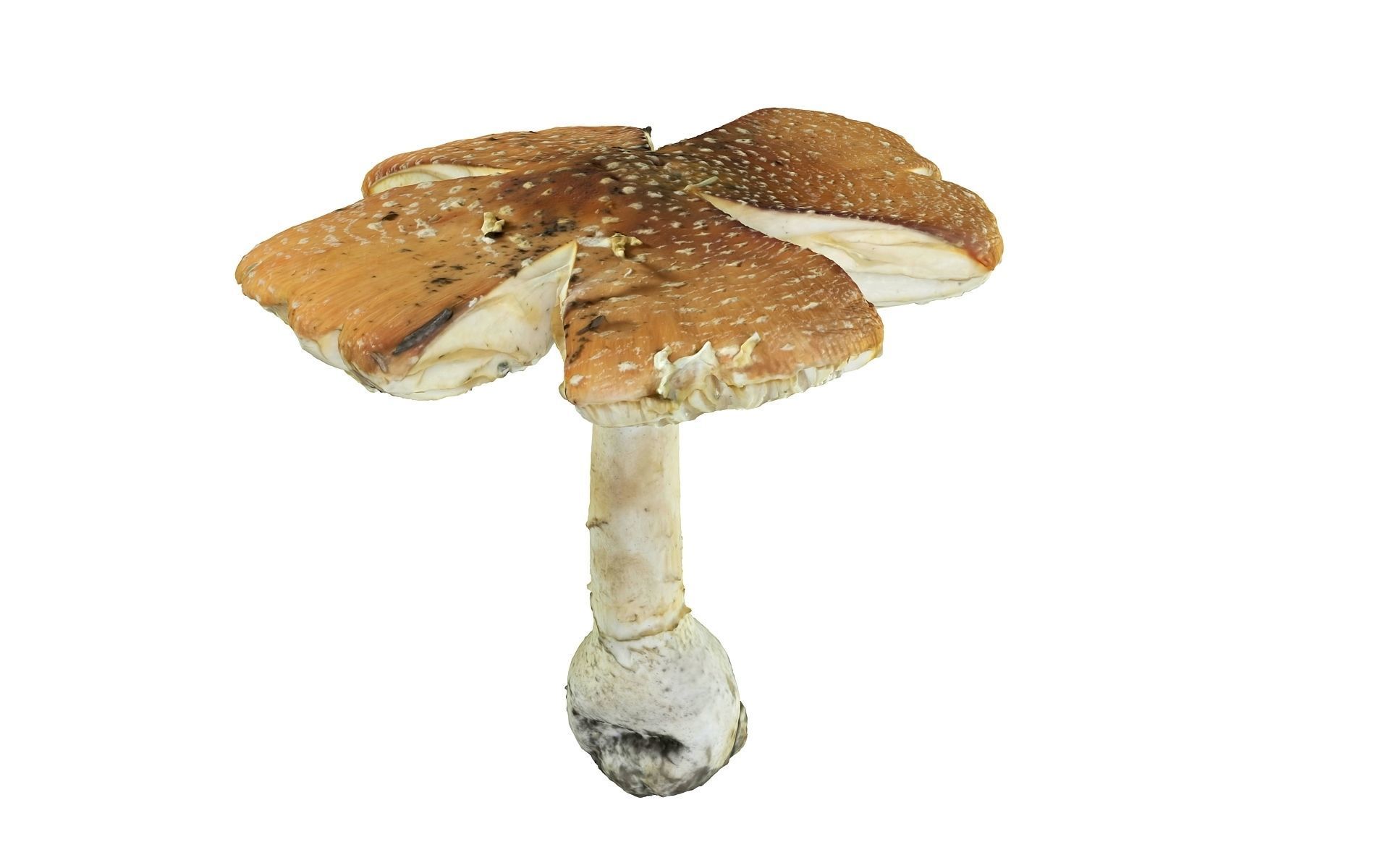 Mushroom Hd 8K Low-poly 3D model_4