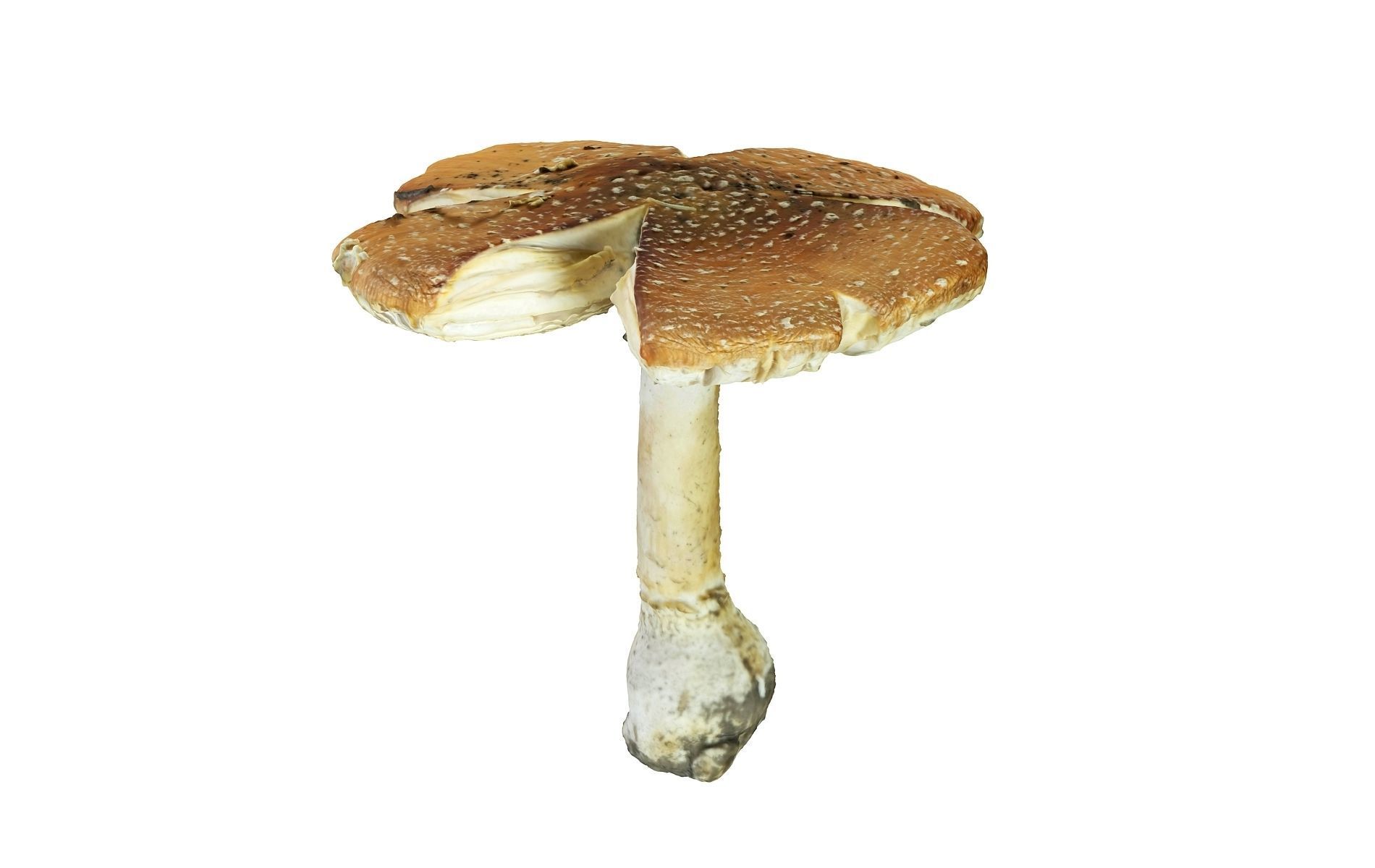 Mushroom Hd 8K Low-poly 3D model_1