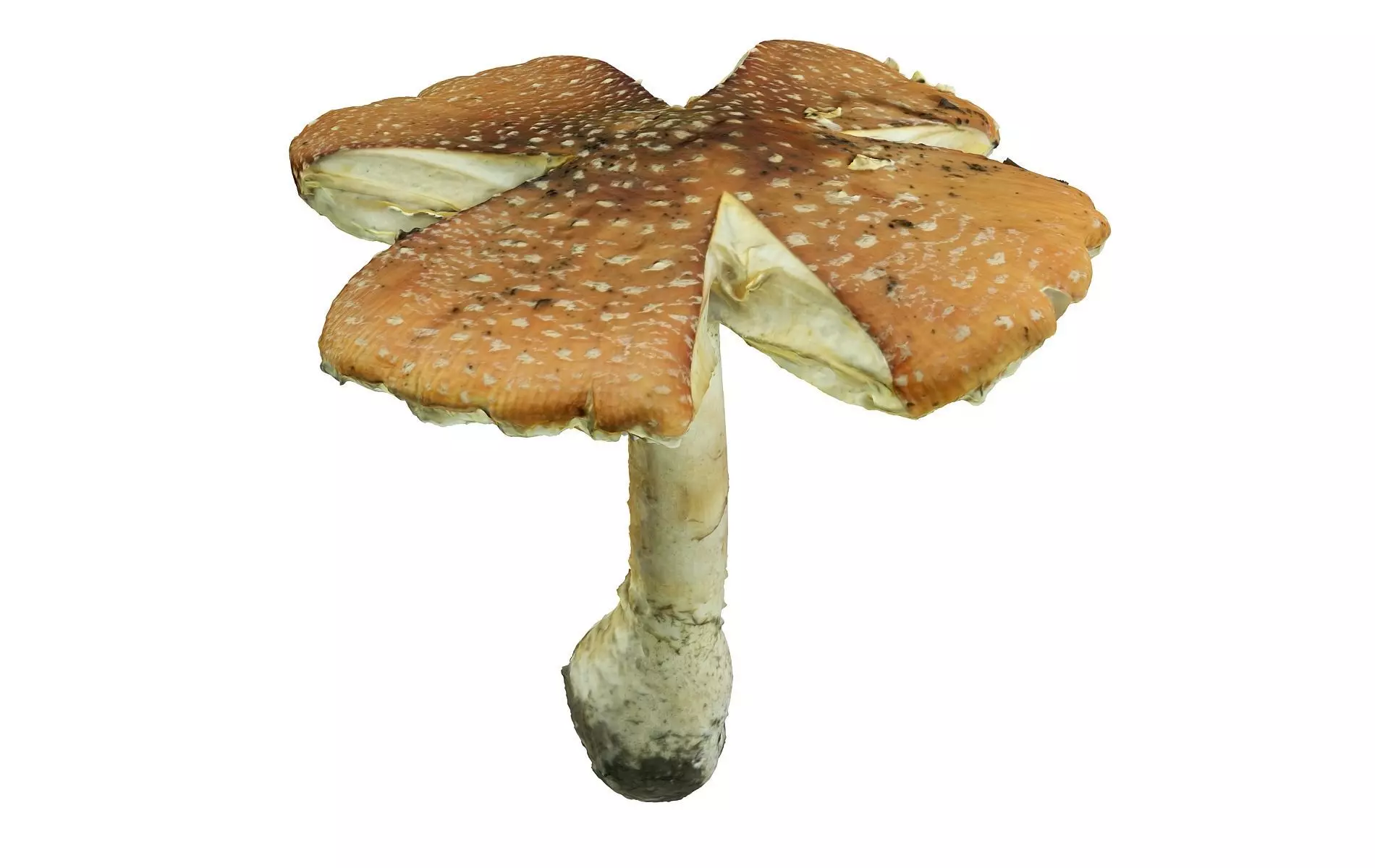 Mushroom Hd 8K Low-poly 3D model_0