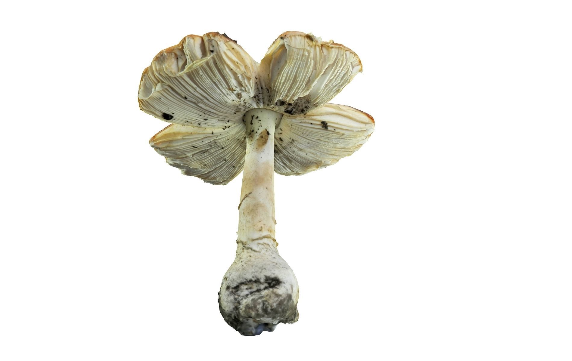 Mushroom Hd 8K Low-poly 3D model_3