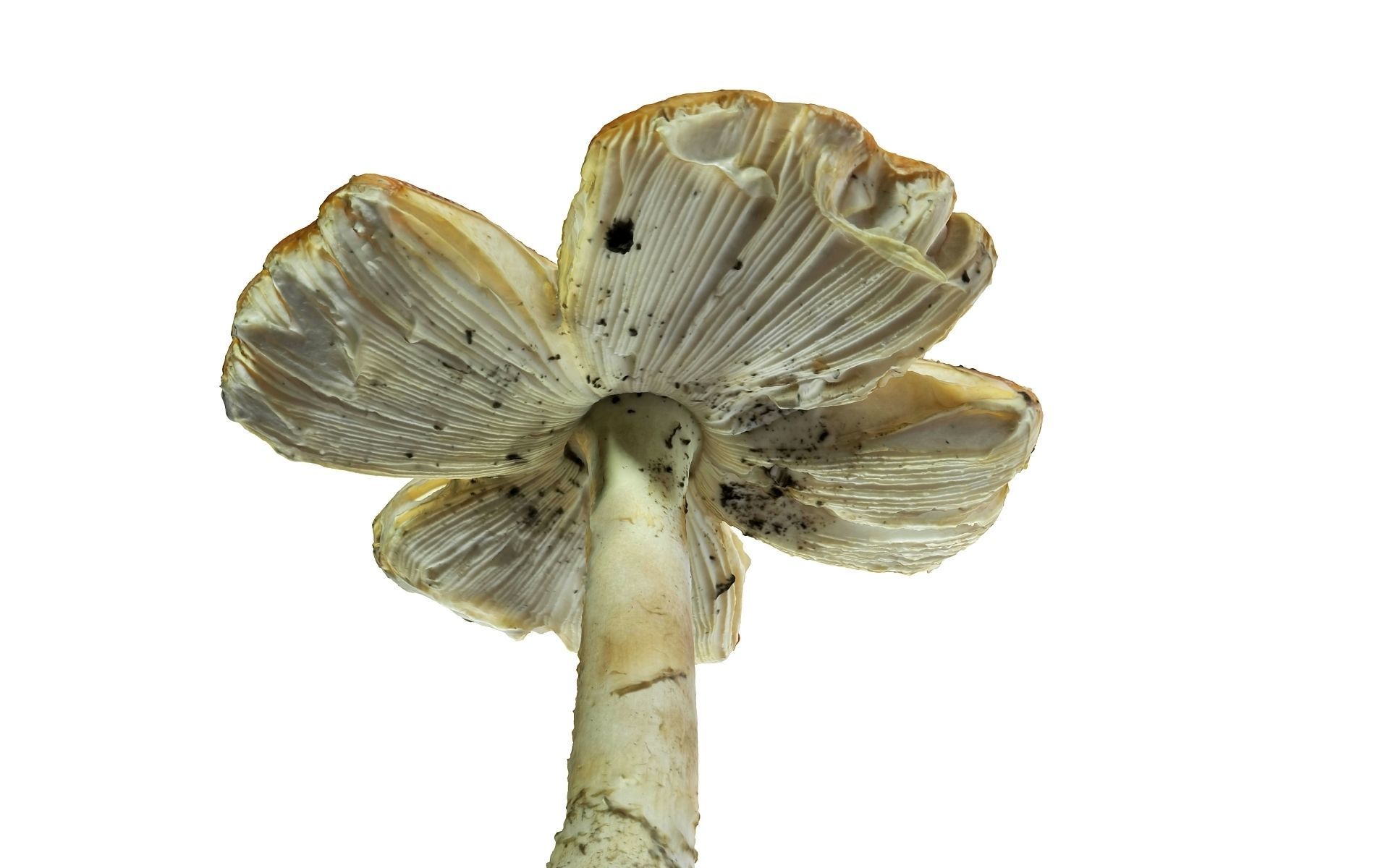 Mushroom Hd 8K Low-poly 3D model_2