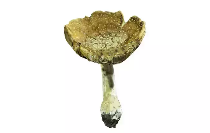 Mushroom Hd 8K Low-poly 3D model
