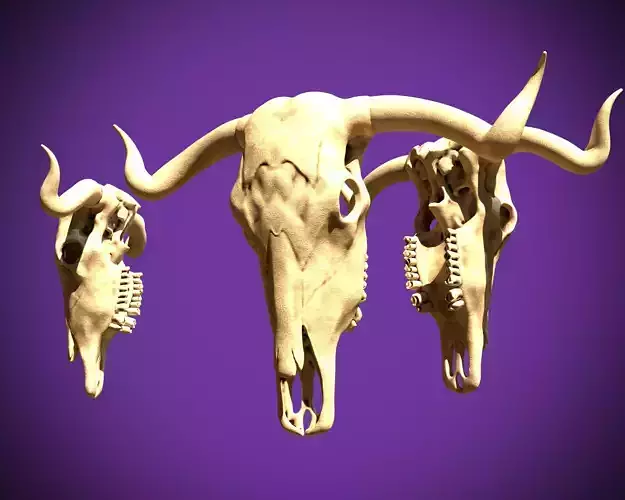 Bull skull 