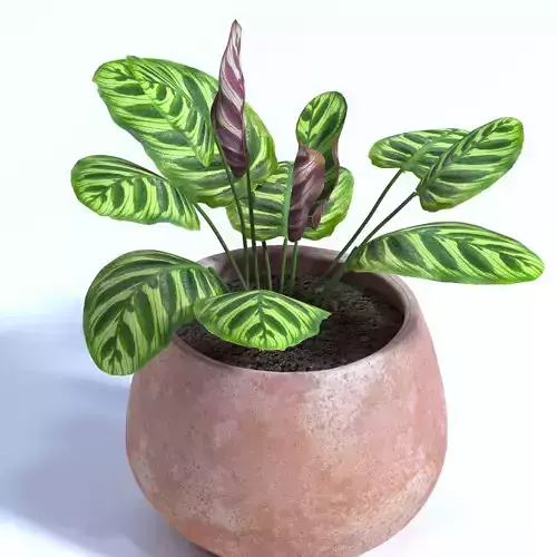 Calathea  makoyana