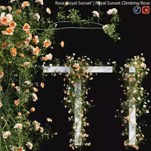 Royal Sunset Climbing Rose 02