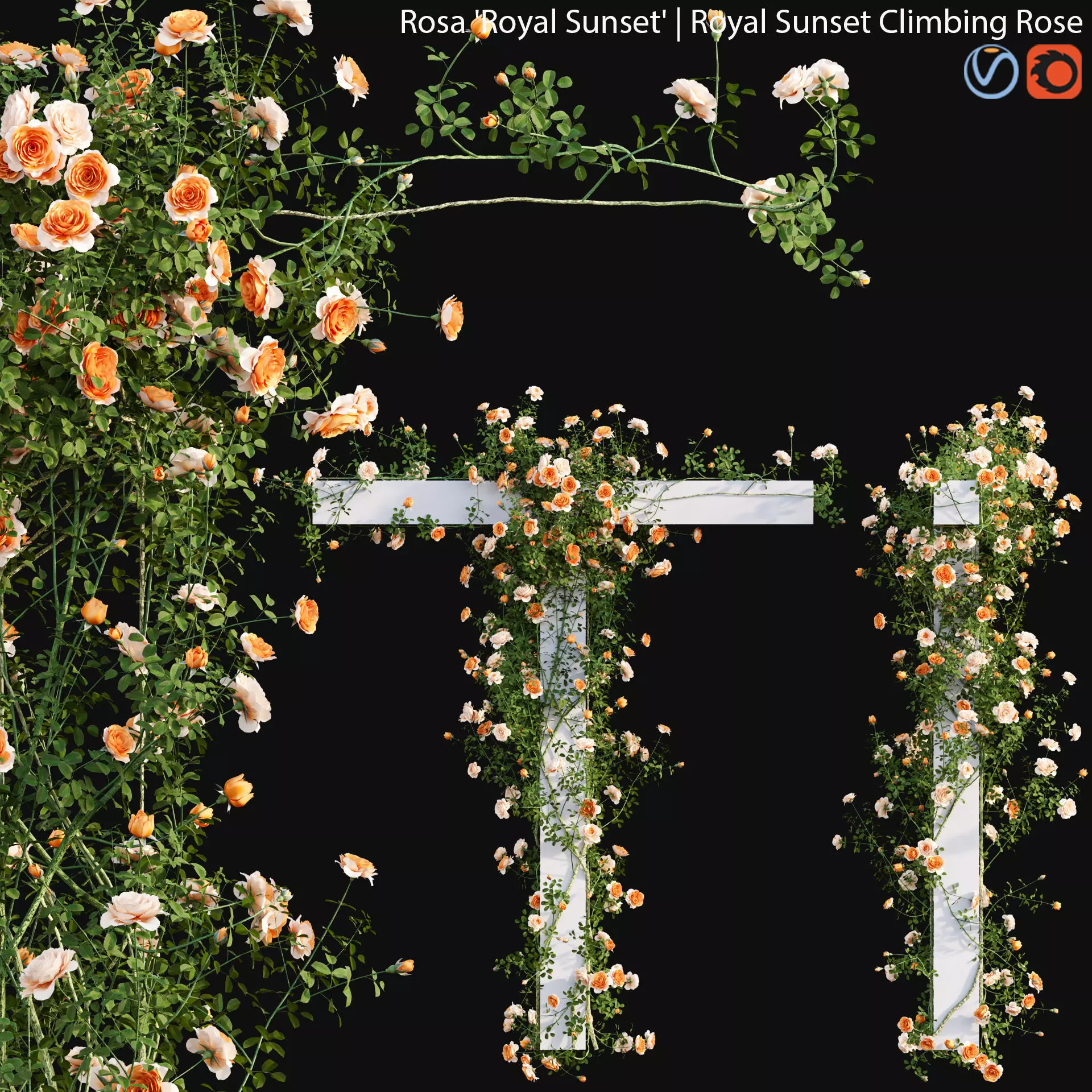 Royal Sunset Climbing Rose 02 3D model