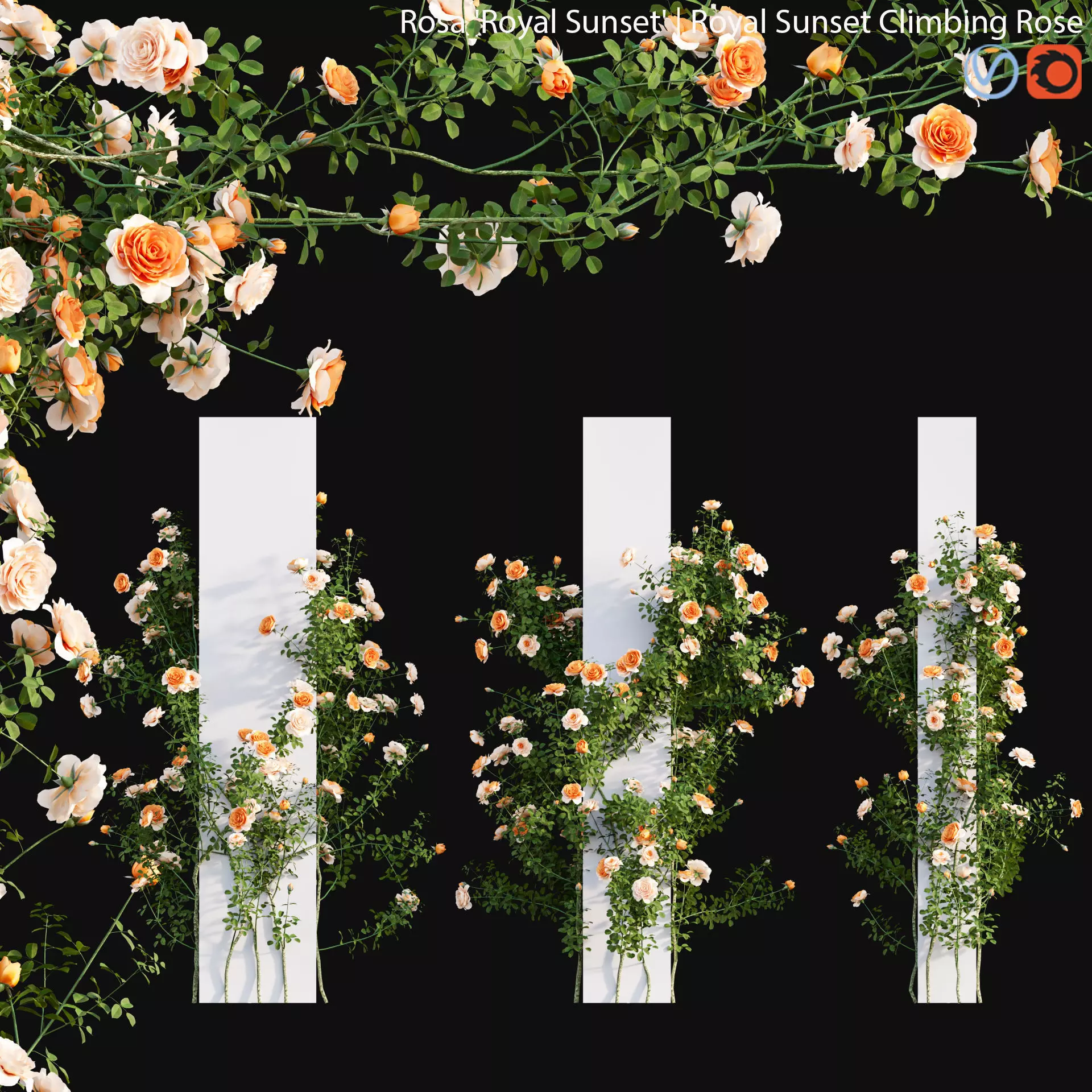 Royal Sunset Climbing Rose 03 3D model