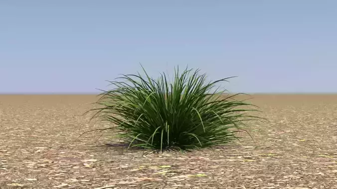 Lomandra longifolia Hystrix