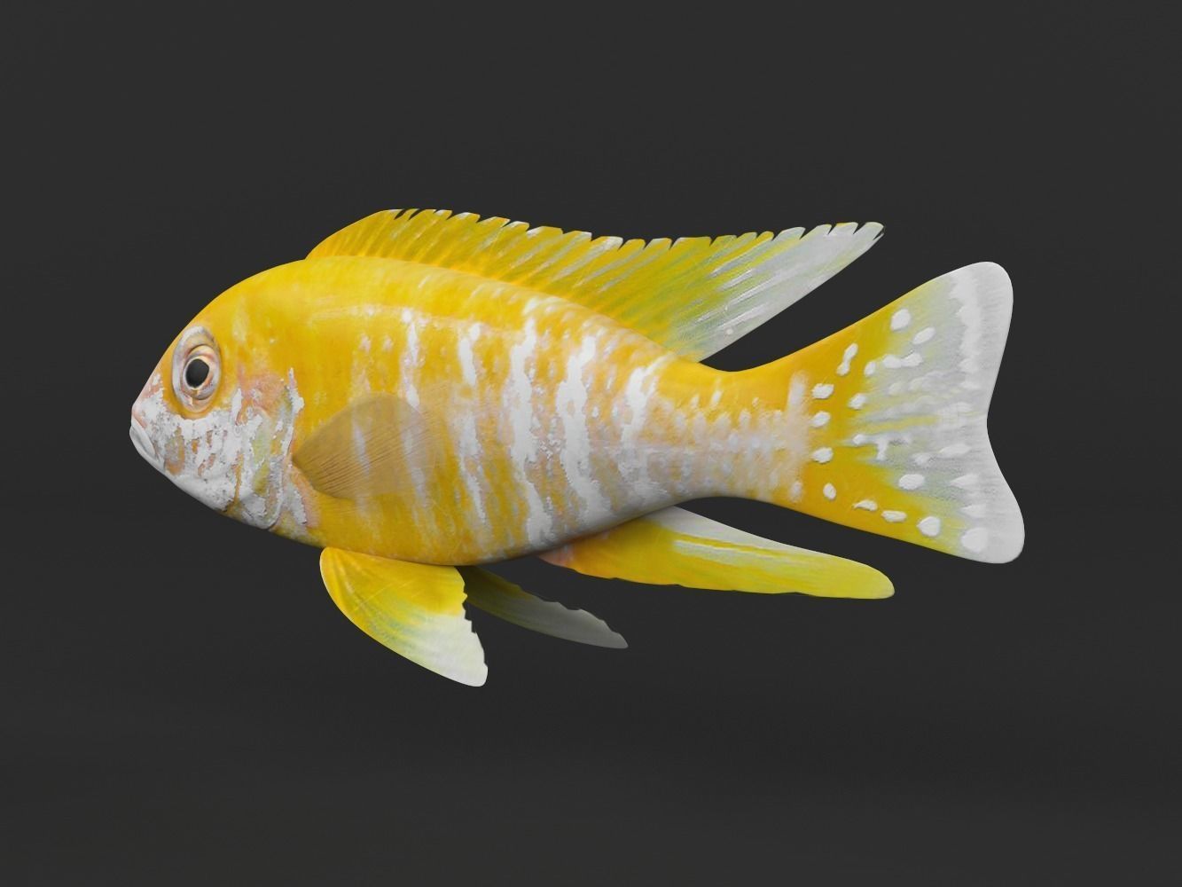 Cichlid Fish 3D model_3