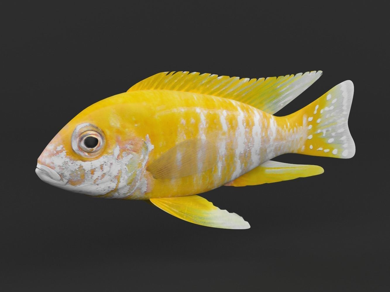 Cichlid Fish 3D model_2