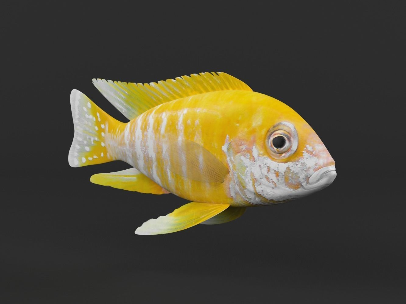 Cichlid Fish 3D model_1
