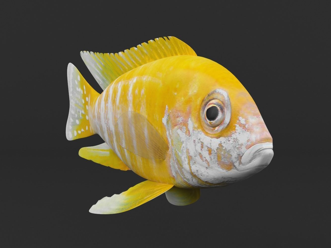Cichlid Fish 3D model_4