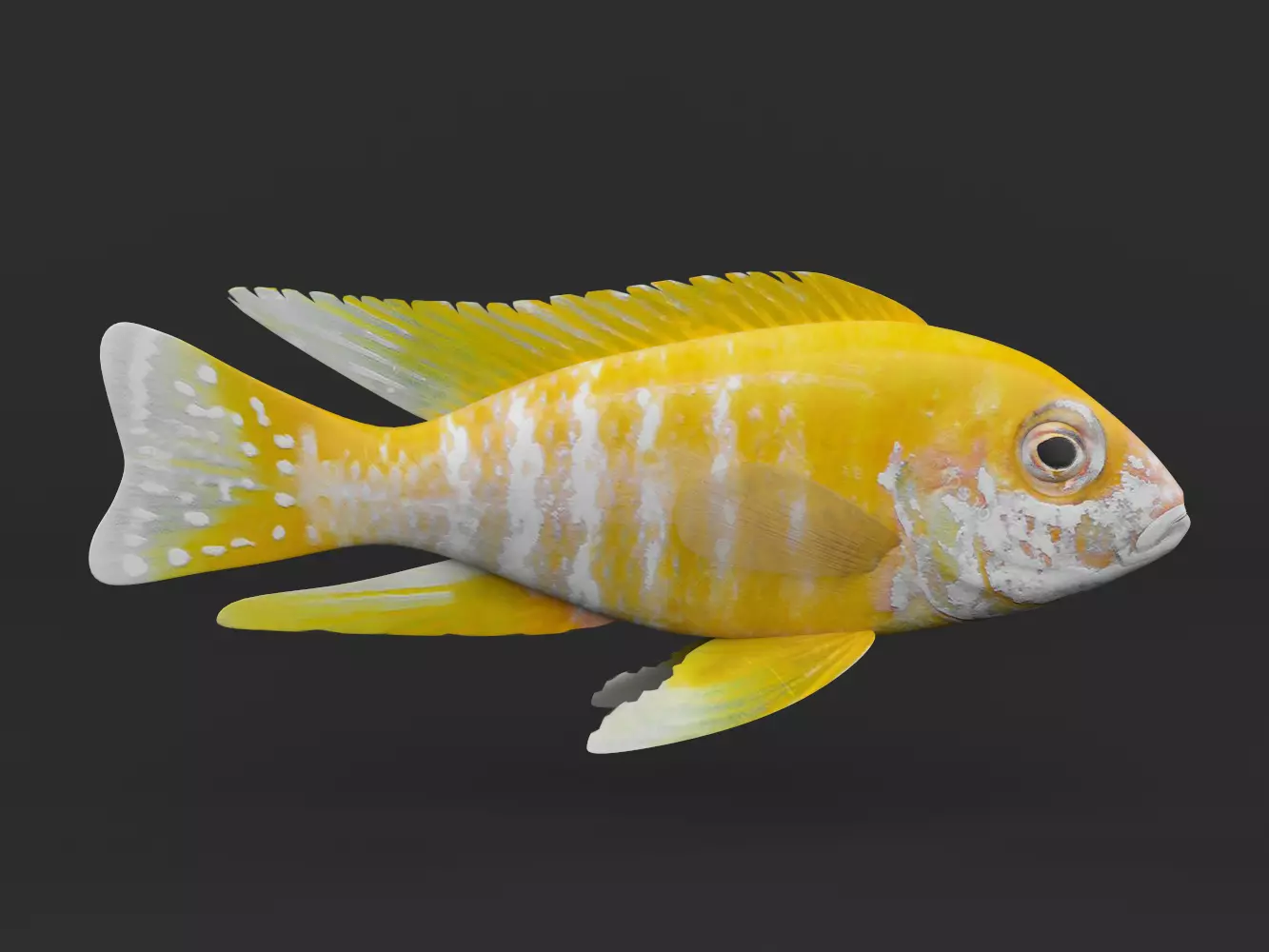 Cichlid Fish 3D model_0