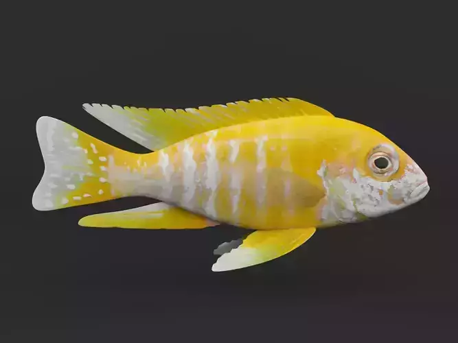 Cichlid Fish 3D model